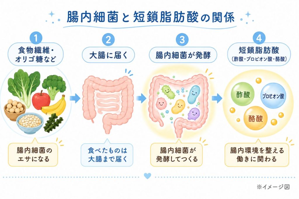 発酵性食物繊維とは？腸内細菌と短鎖脂肪酸の関係